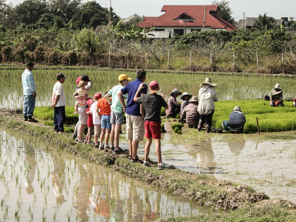 Gezin bekijkt hoe ze rijst planten