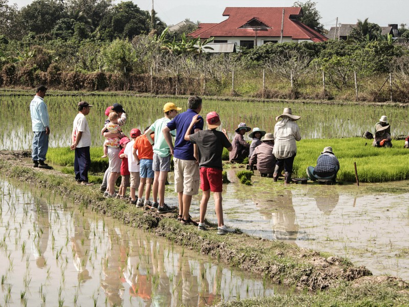 Een bijzondere wandeling in de rijstvelden in Thailand
