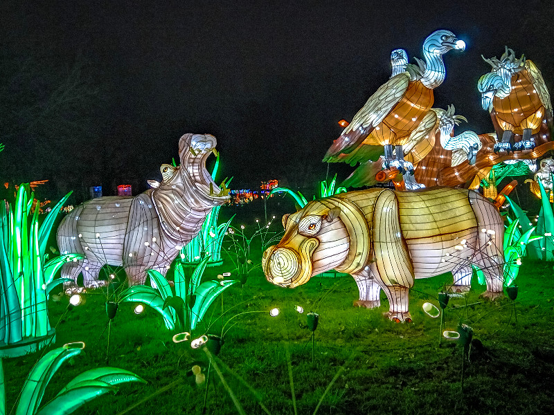 Onze favoriete dier bij China Lights, het nijlpaard