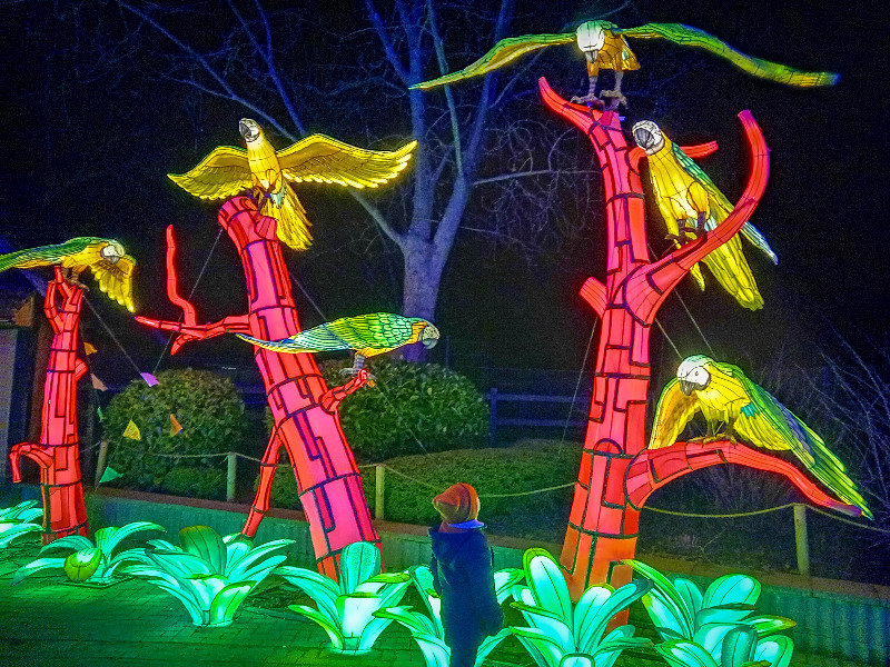 De papegaaien zijn ook heel mooi!