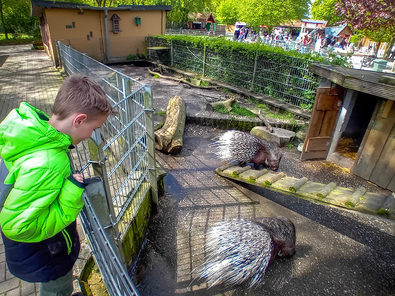 Wat een grappige dieren die stekelvarkens