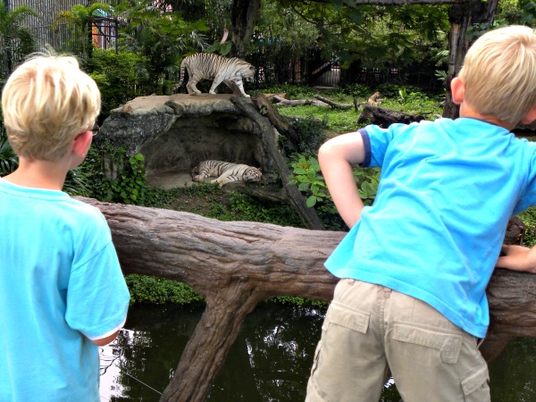 Bij de tijgers in Dusit Zoo