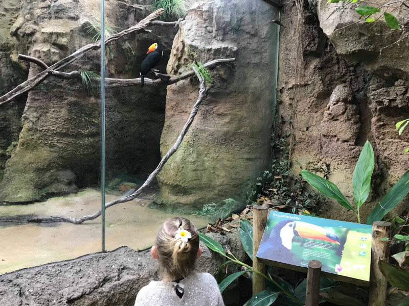 Een toekan in Avifauna