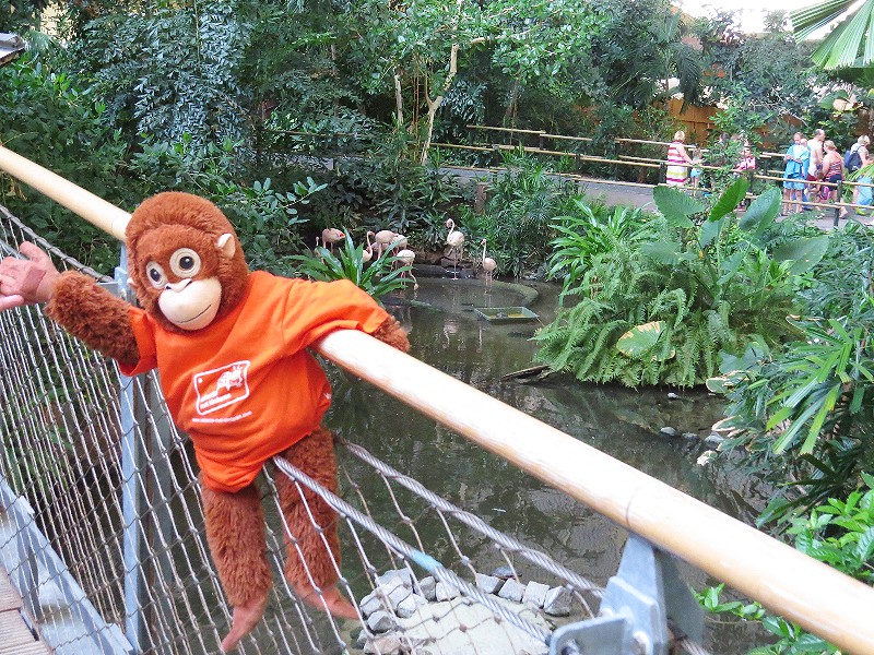 Apie bij de Flamingo's bij Tropical Islands