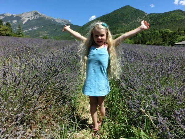 Kenmerkend voor de Provence: de velden vol Lavendel