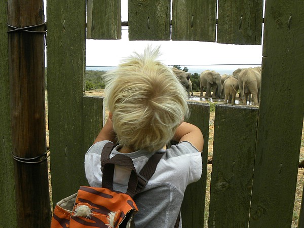 Tycho bekijkt de olifanten in Addo National Park