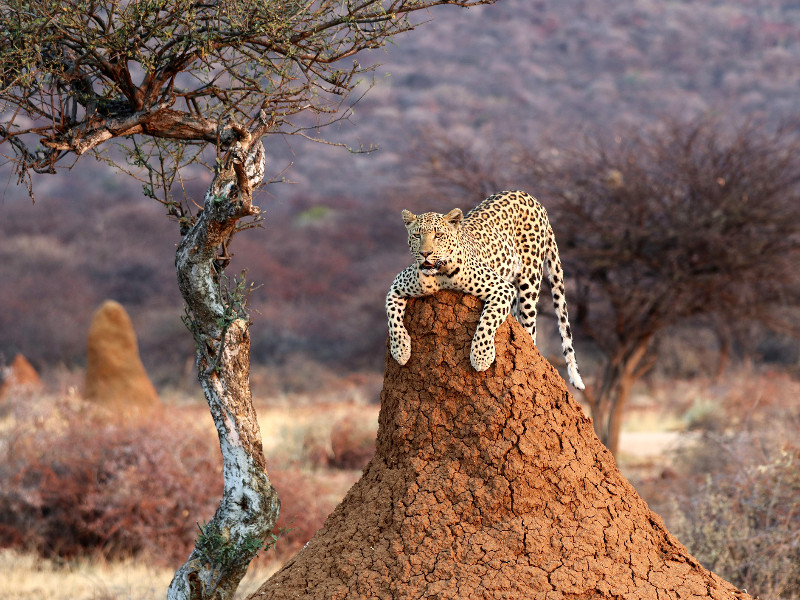 Een luipaard in Namibië