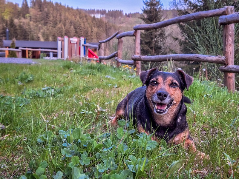 Huisdieren zijn van harte welkom