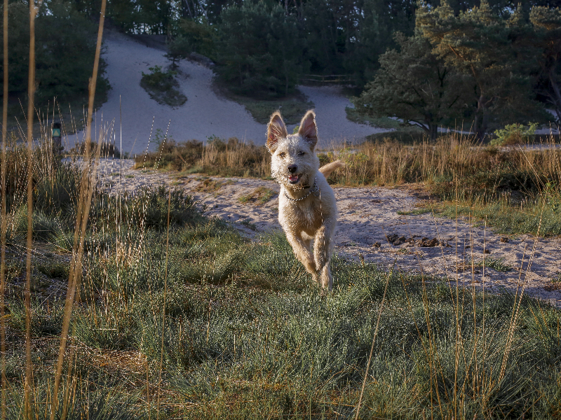 Honden mogen mee op vakantie bij Sandberghe. In de omgeving zijn verschillende losloopgebieden