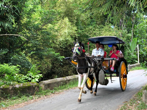 Met een paardenkoetsje rijden in het prachtige Indonesië