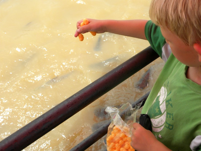 Tycho voert de vissen