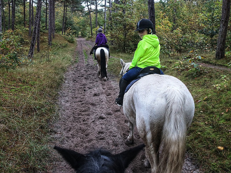 Lekker paardrijden in het bos op Vlieland