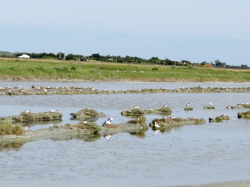 De moerassen en weilanden in Marais Breton
