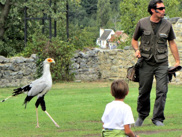 Vogelshow bij Donjon des Aigles