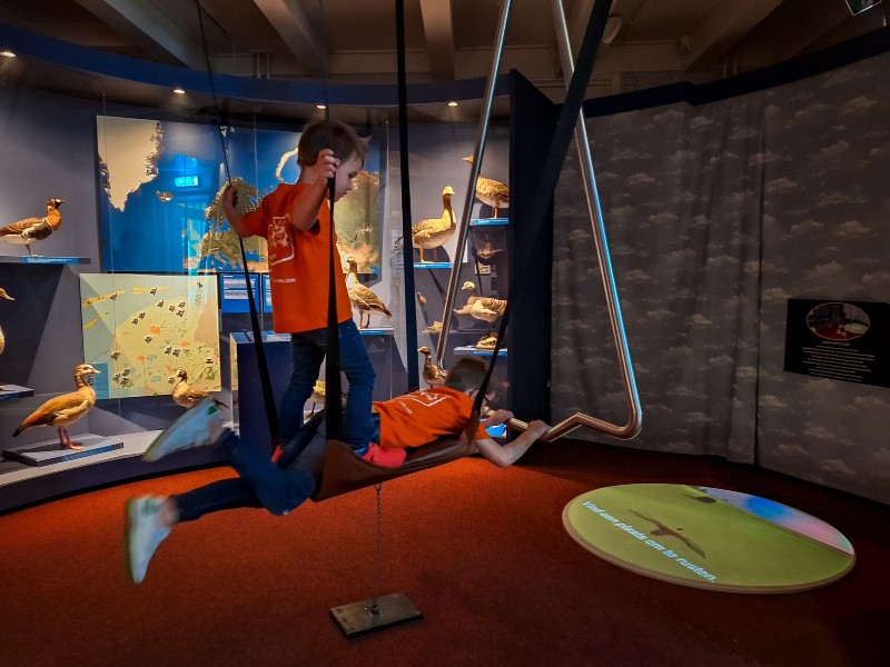 Help de gans te landen 