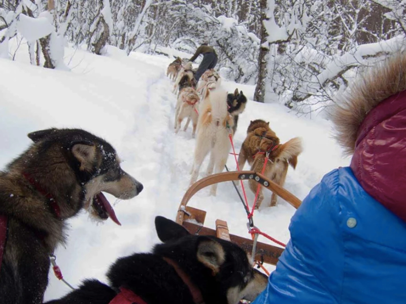 Op huskysafari met de kinderen in Zweden met Voigt Travel