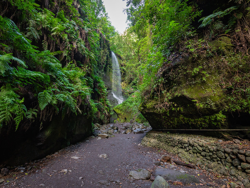 Wandelen op de trails van Los Tilos op La Palma