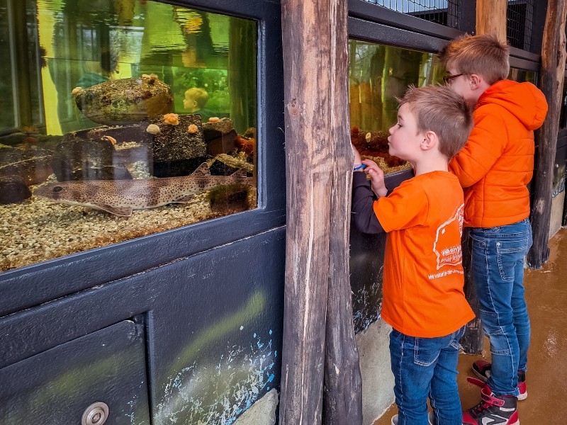 Het waddenzee aquarium met de hondshaai op de voorgrond