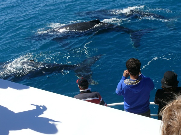 Walvissen spotten vanaf Hervey Bay