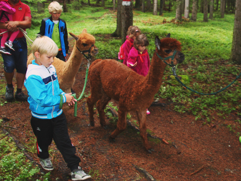 Wandelen met een alpaka in Oostenrijk