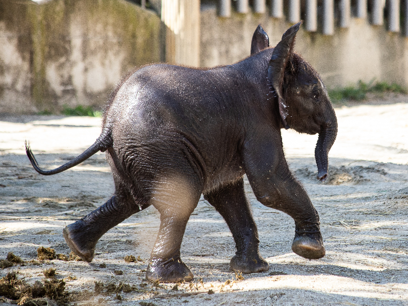 Een baby olifantje rent door de dierentuin van Tiergarten Schönbrunn in Wenen.