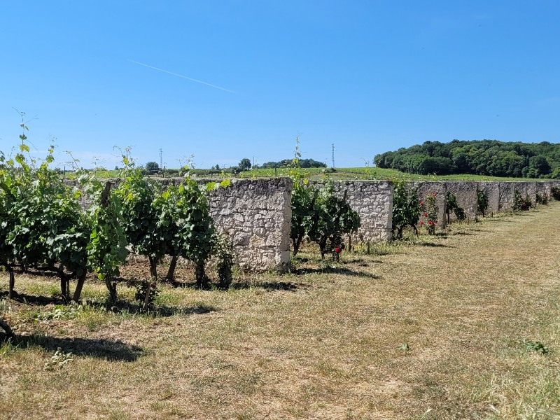 Wijnranken bij de muurtjes