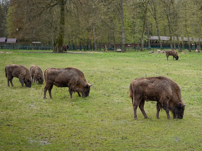 Wisenten in Bialowieza