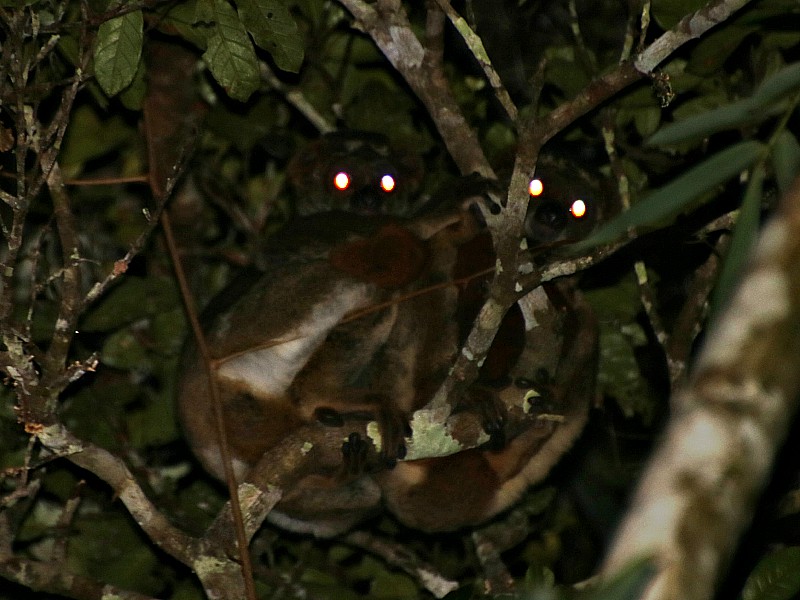 2 Wolmaki's in de boom