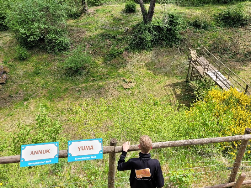 Zeb staat bij het wolvenverblijf in het Eifelpark