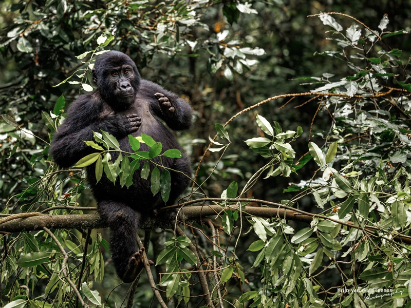 Gorilla in Oeganda