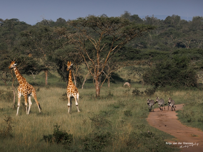 Giraffen en zebra's
