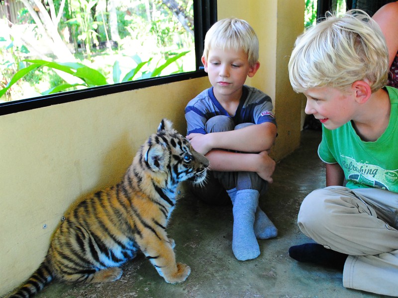 Zeb en Tycho met het kleine tijgertje