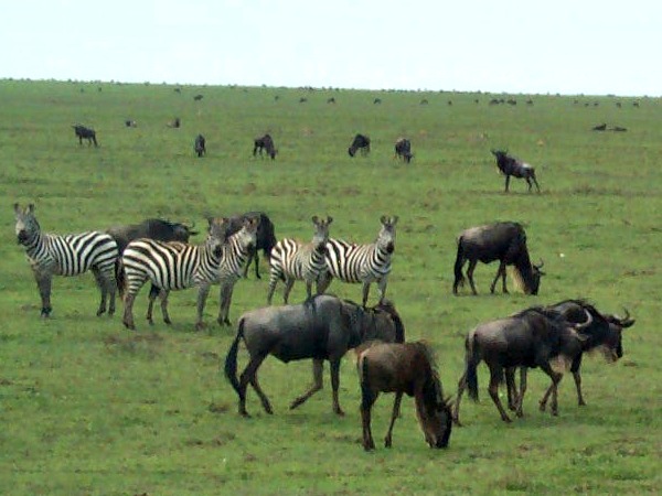 Zebra's en gnoes op de oneindige vlaktes van de Serengeti
