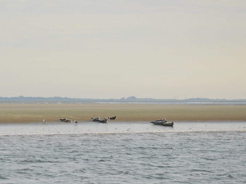 Yes, zeehonden gespot!