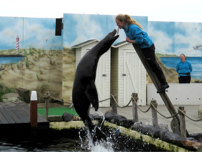 De zeeleeuw pakt een visje uit de mond van de trainster