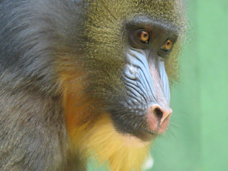 De Mandril aap in ZOO Antwerpen