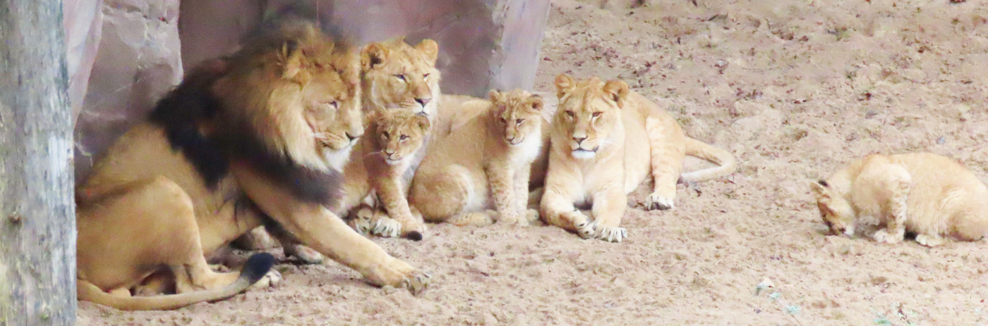 De groep leeuwen met jongen bij ZOO Antwerpen