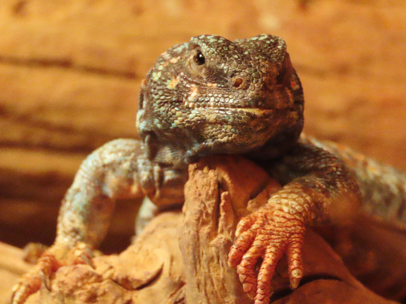 Leguaan in ZOO Antwerpen