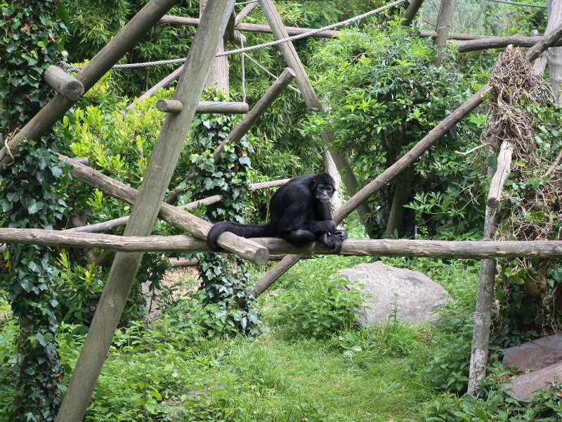 Een aap in de groene omgeving van Zoo des Sables