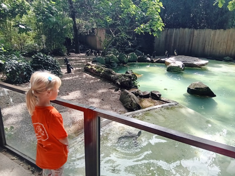 Onze dochter bij het verblijf van de Pinguïns in de Zoo des Sables
