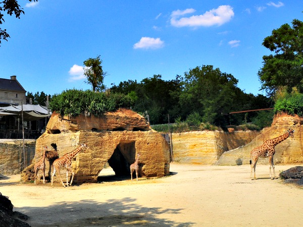 Het giraffeverblijf in de steengroeve van Doué de la Fontaine