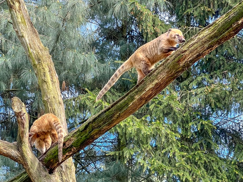 Je moet goed opletten, want de dieren rennen snel langs