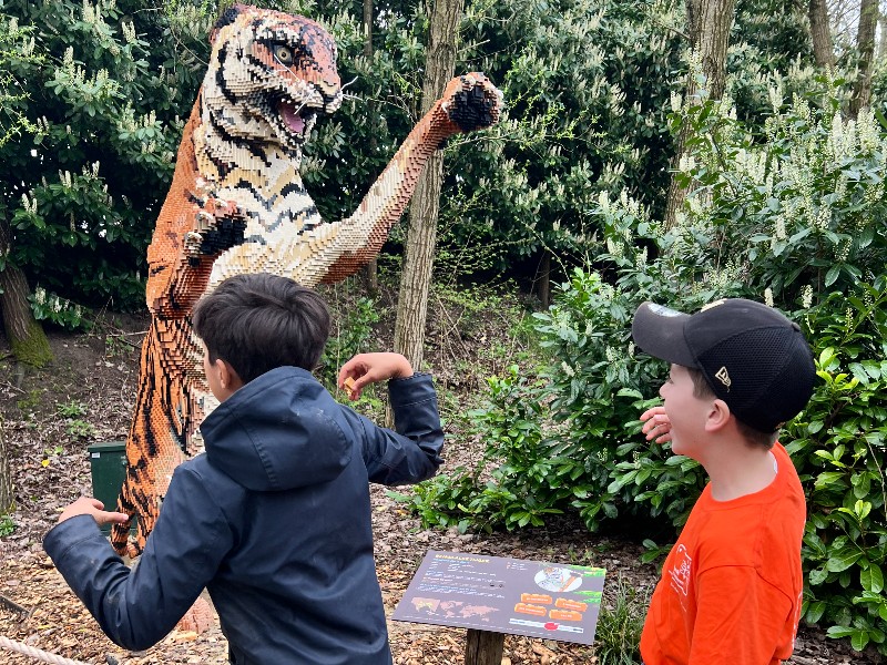 De bricks-tijger valt aan in ZooParc Overloon!