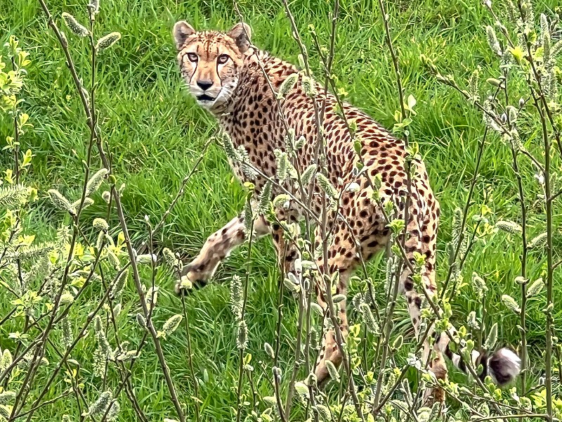 Wow een cheeta! Deze zagen Barbara en haar kinderen in dierentuin ZooParc Overloon
