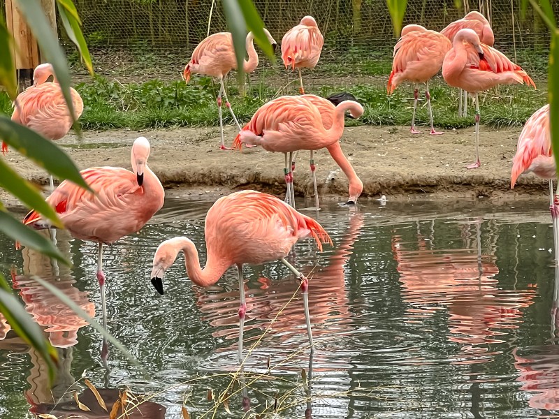 Prachtige Flamingo's in dierenpark ZooParc Overloon in Brabant