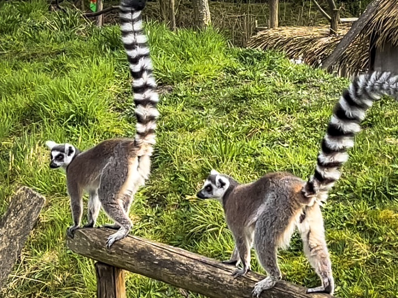 Maki's in Zooparc Overloon