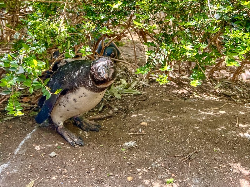 Pinguins in Boulders Beach in ZooParc Overloon