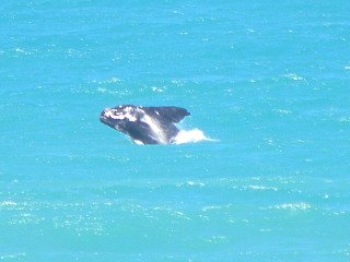 Een walvis voor de kust van De Hoop