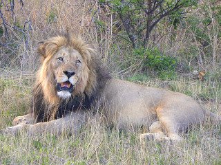 Een leeuw in Entabeni Wildpark