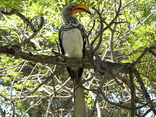 Neushoornvogel in Marakele